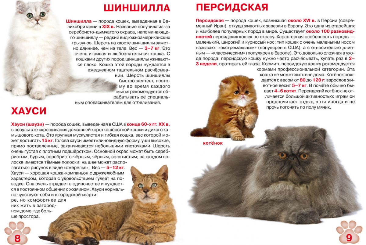 Книга "Большая книга.  Кошки" (рус)