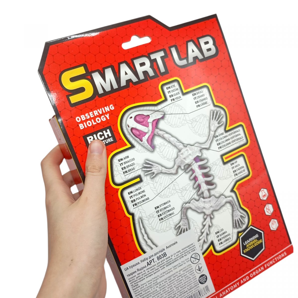 Набор для опытов Анатомия животных, Летучая мышь  фото 2