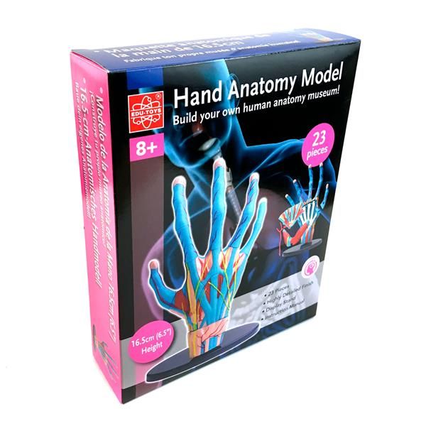 Модель руки Edu-Toys збірна для навчання 16 см  фото 2