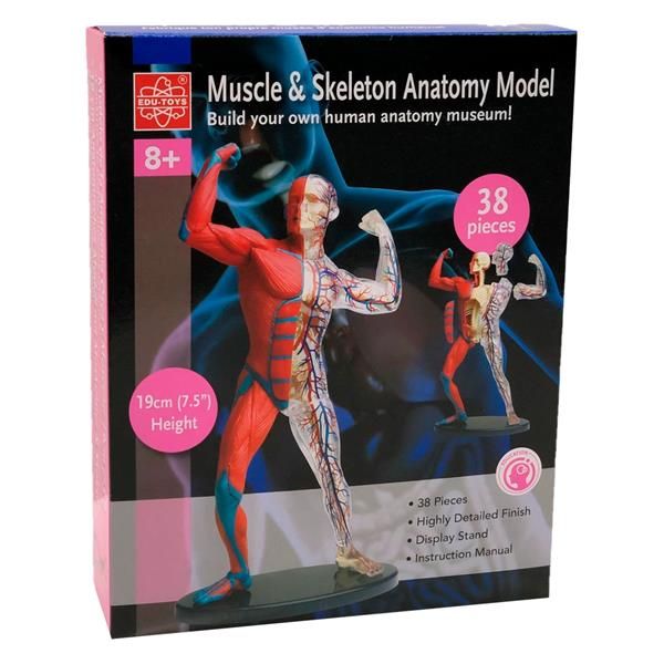 Модель м'язів та скелета людини Edu-Toys збірна 19 см  фото 2