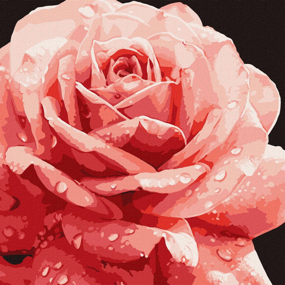 Картина по номерам "Совершенная роза"
