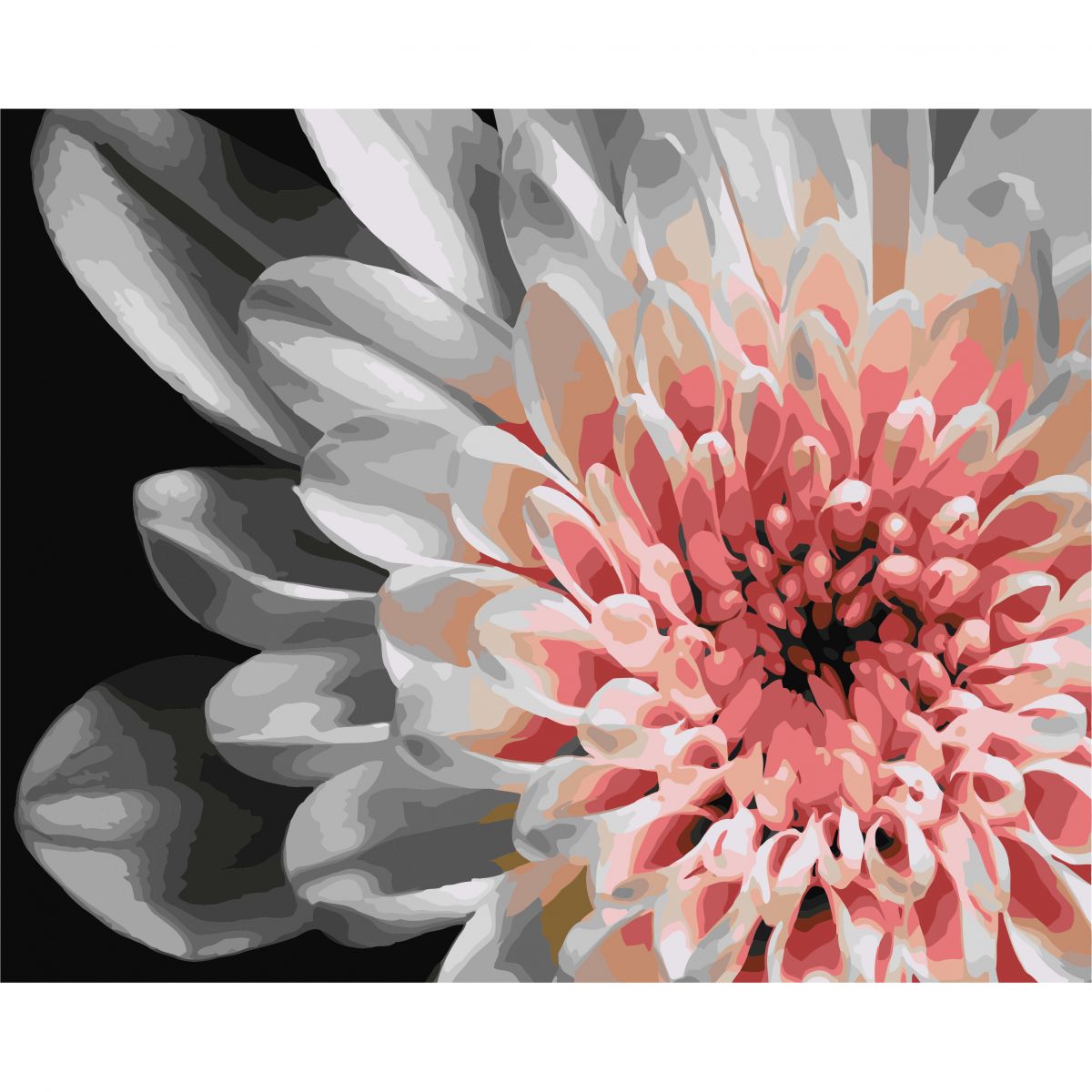 Картина по номерам "Бело-розовая георгина" 40x50 см
