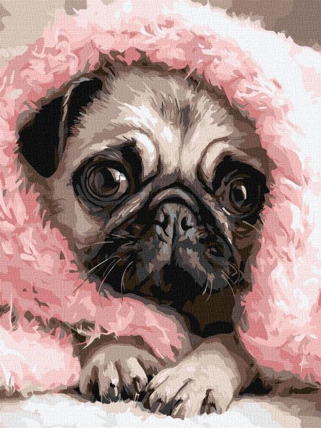 Картина за номерами - Закутаний мопс 30х40 см.  фото 1