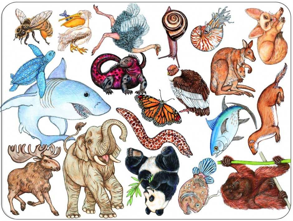 Гра настільна карткова дитяча "Занімалка"  фото 1