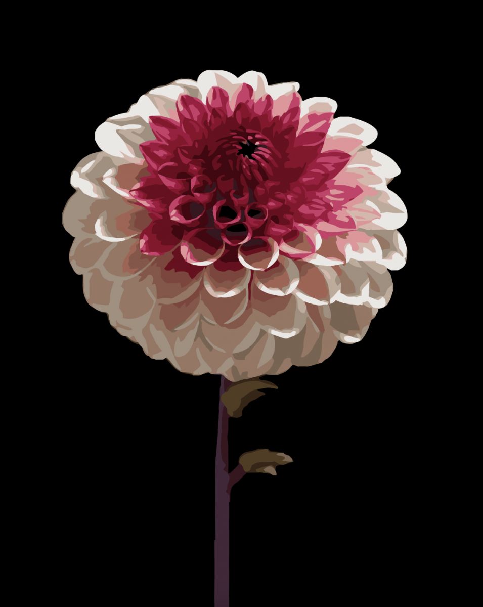 Картина по номерам Strateg Бело-розовый цветок на черном фоне 40Х50 (AH1266)  фото 1