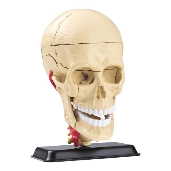 Модель черепа із нервами Edu-Toys збірна, 9 см  фото 1