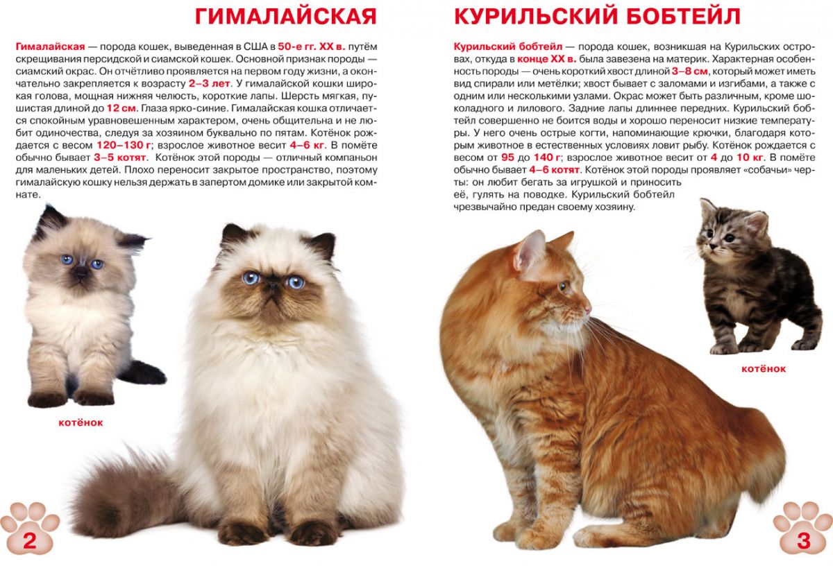 Книга "Большая книга.  Кошки" (рус)