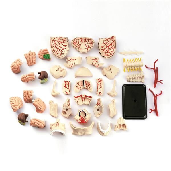 Модель черепа із нервами Edu-Toys збірна, 9 см  фото 3