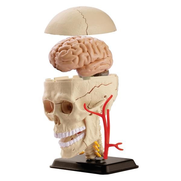 Модель черепа із нервами Edu-Toys збірна, 9 см  фото 4