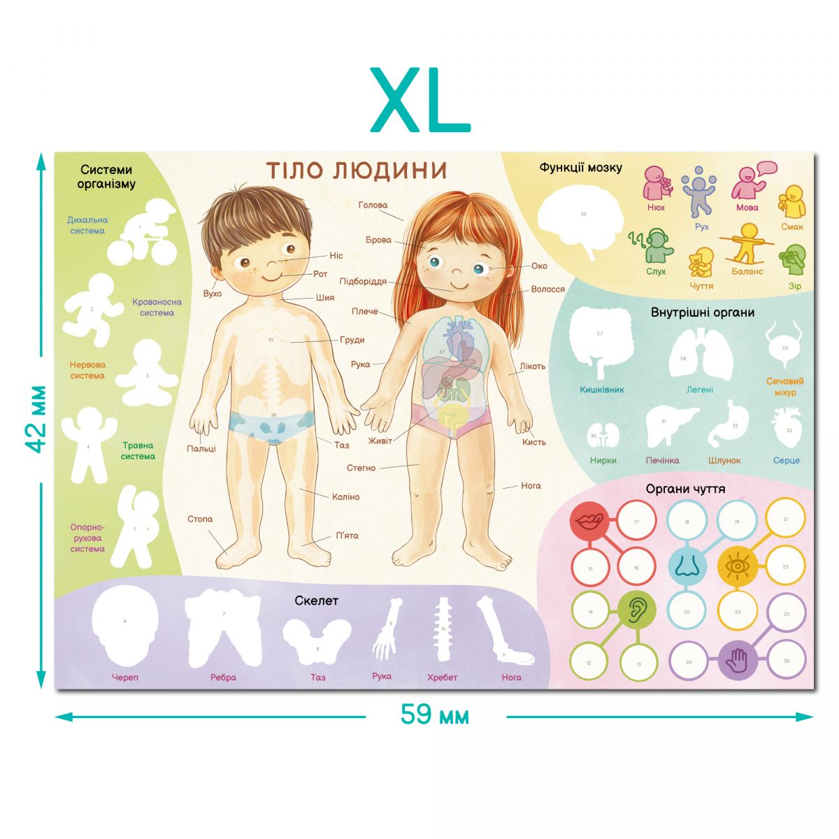 Навчальний постер з наклейками «Тіло людини» XL  фото 4