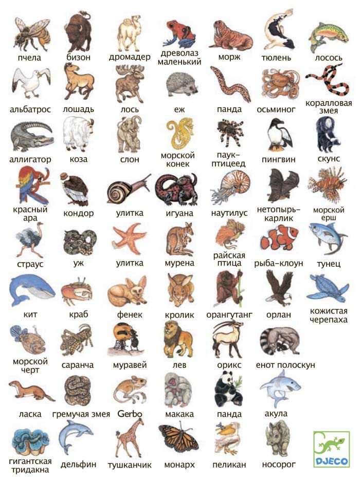 Гра настільна карткова дитяча "Занімалка"  фото 9