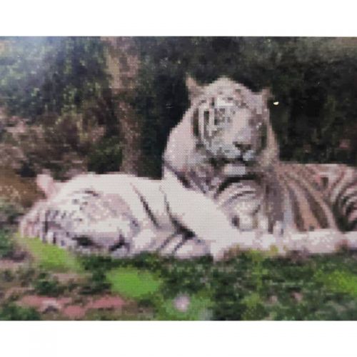 Алмазная мозаика "Отдых белых тигров" фото