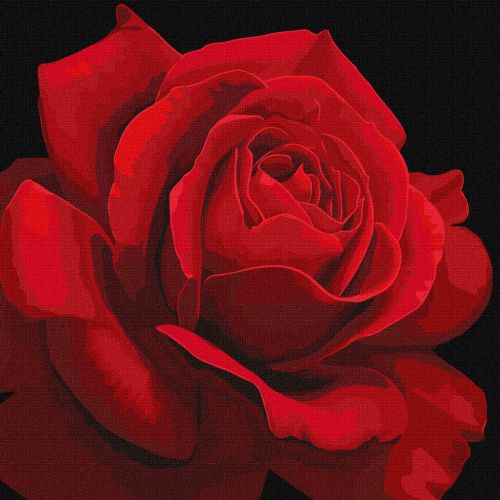 Картина по номерам "Красная роза" ★★★ фото