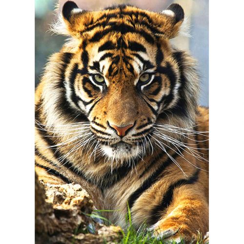 Алмазна мозаїка, без підрамника "Суматранський тигр" 30х40 см фото