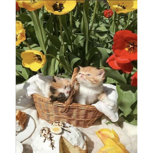 Алмазна мозаїка "Котики серед тюльпанів" 30х40 см фото