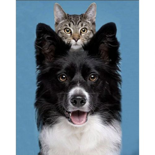 Алмазна мозаїка "Кіт і пес" 30х40 см фото