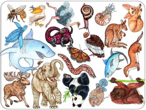 Гра настільна карткова дитяча "Занімалка"  мініатюра фото 1