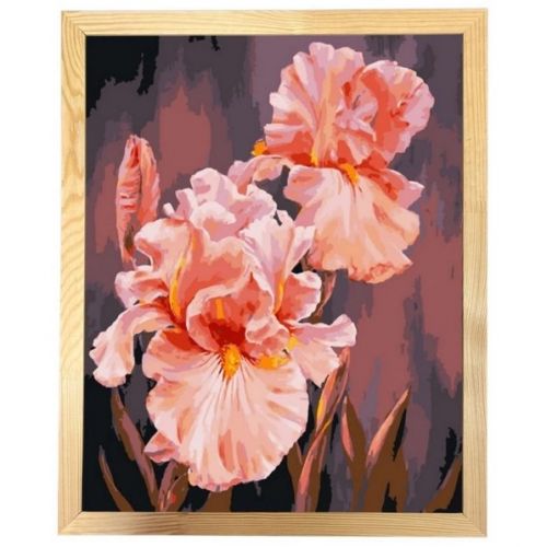 Картина за номерами з багетною рамкою "Рожеві іриси" 40х50 см  мініатюра фото 1
