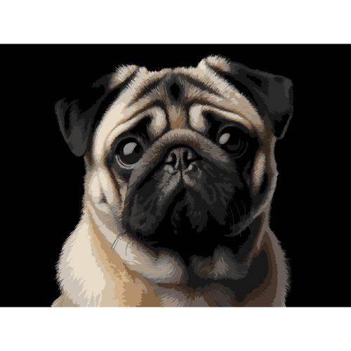 Картина по номерах на чорному фоні "Мопс " 30х40 см  мініатюра фото 1