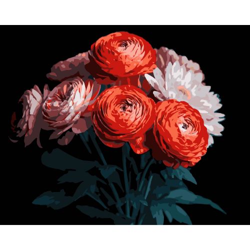 Картина по номерах на чорному фоні "Червоні ранункулюси" 40х50 см  мініатюра фото 1