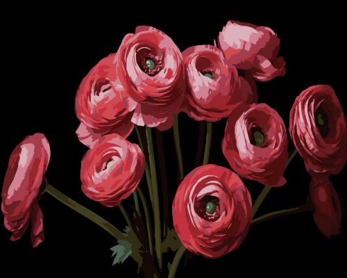 Картина по номерам Strateg Букет ранункулюсов на черном фоне 40Х50 (AH1260)  мініатюра фото 1