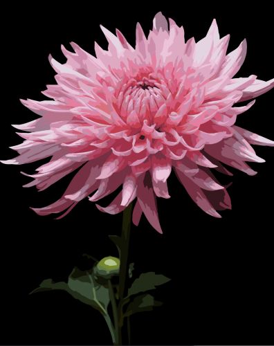 Картина по номерам Strateg Розовая георгина на черном фоне 40Х50 (AH1264)  мініатюра фото 1