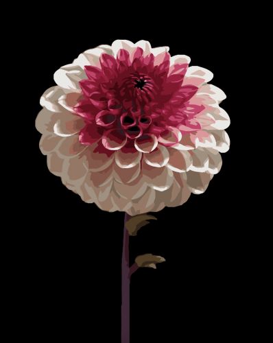 Картина по номерам Strateg Бело-розовый цветок на черном фоне 40Х50 (AH1266)  мініатюра фото 1