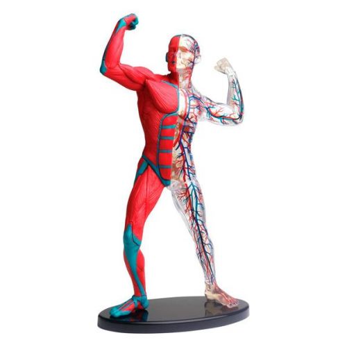 Модель м'язів та скелета людини Edu-Toys збірна 19 см  мініатюра фото 1