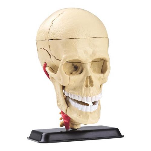 Модель черепа із нервами Edu-Toys збірна, 9 см  мініатюра фото 1